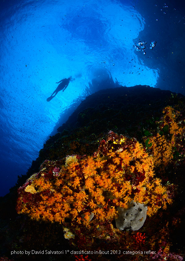 la foto ambiente della sezione subacquea di David Salvatori vincitore di in&out 2013 categoria reflex